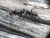 Camponotus vagus